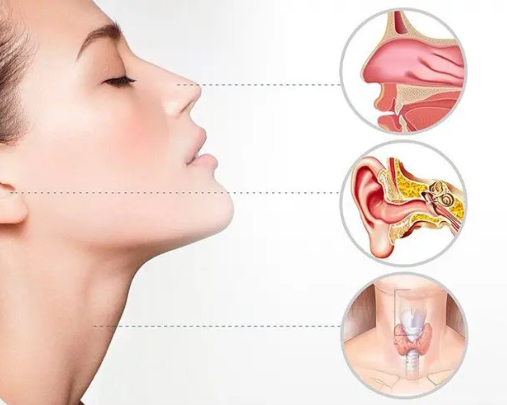 ENT (Ear, Nose & Throat)