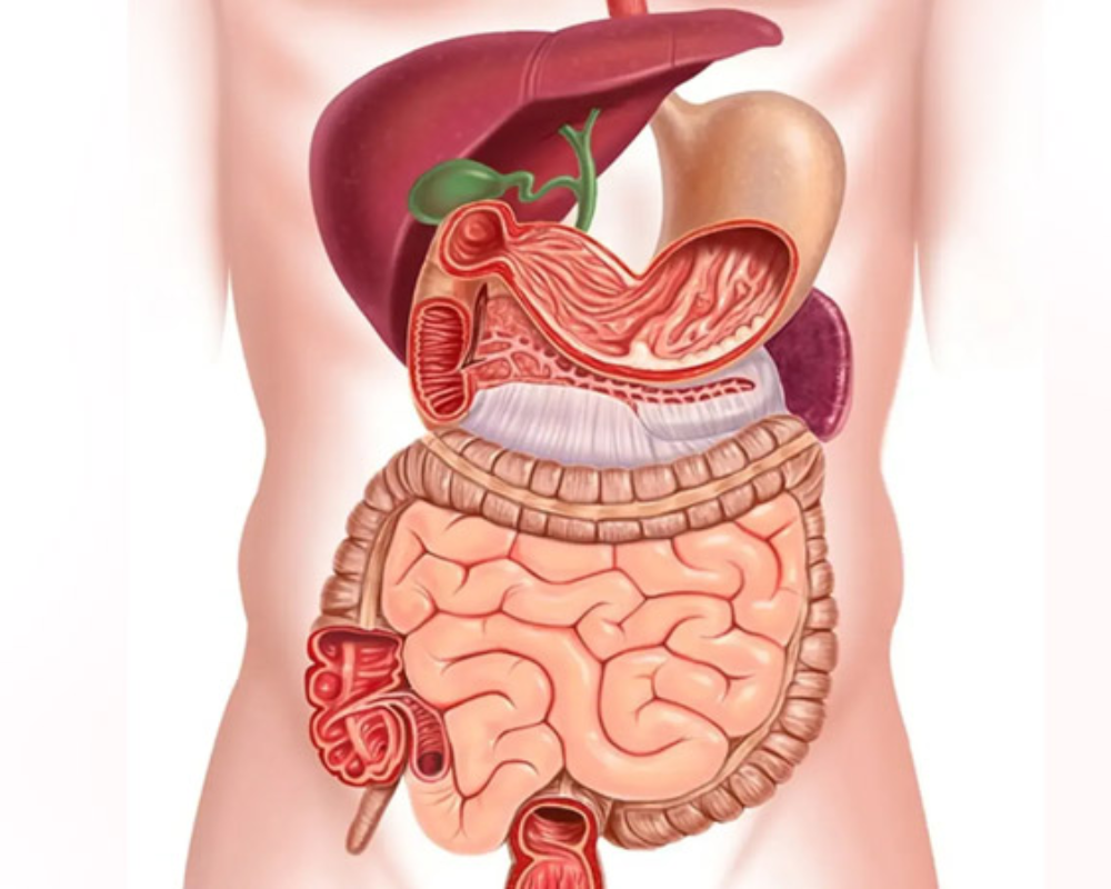 Gastroenterology